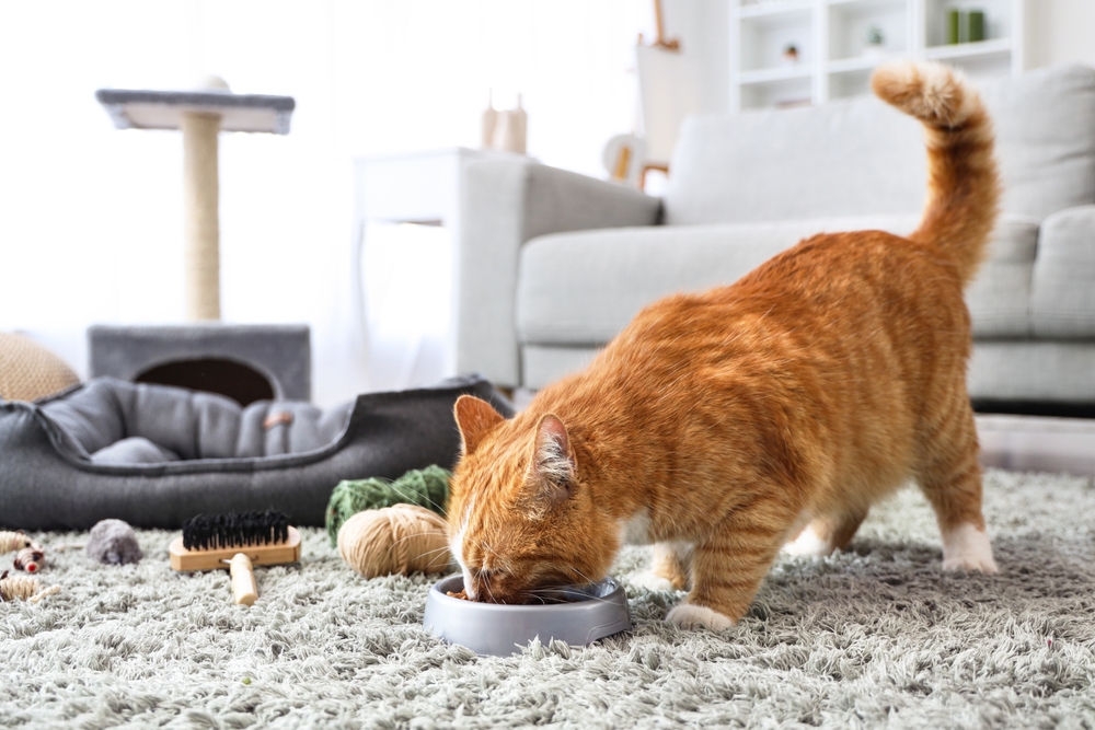 Gato laranja comendo em casa com brinquedos ao redor