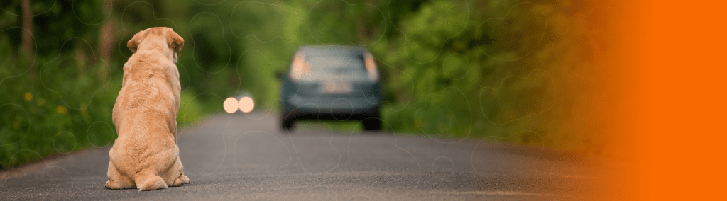 Cachorro na estrada olhando para carro preto a distância