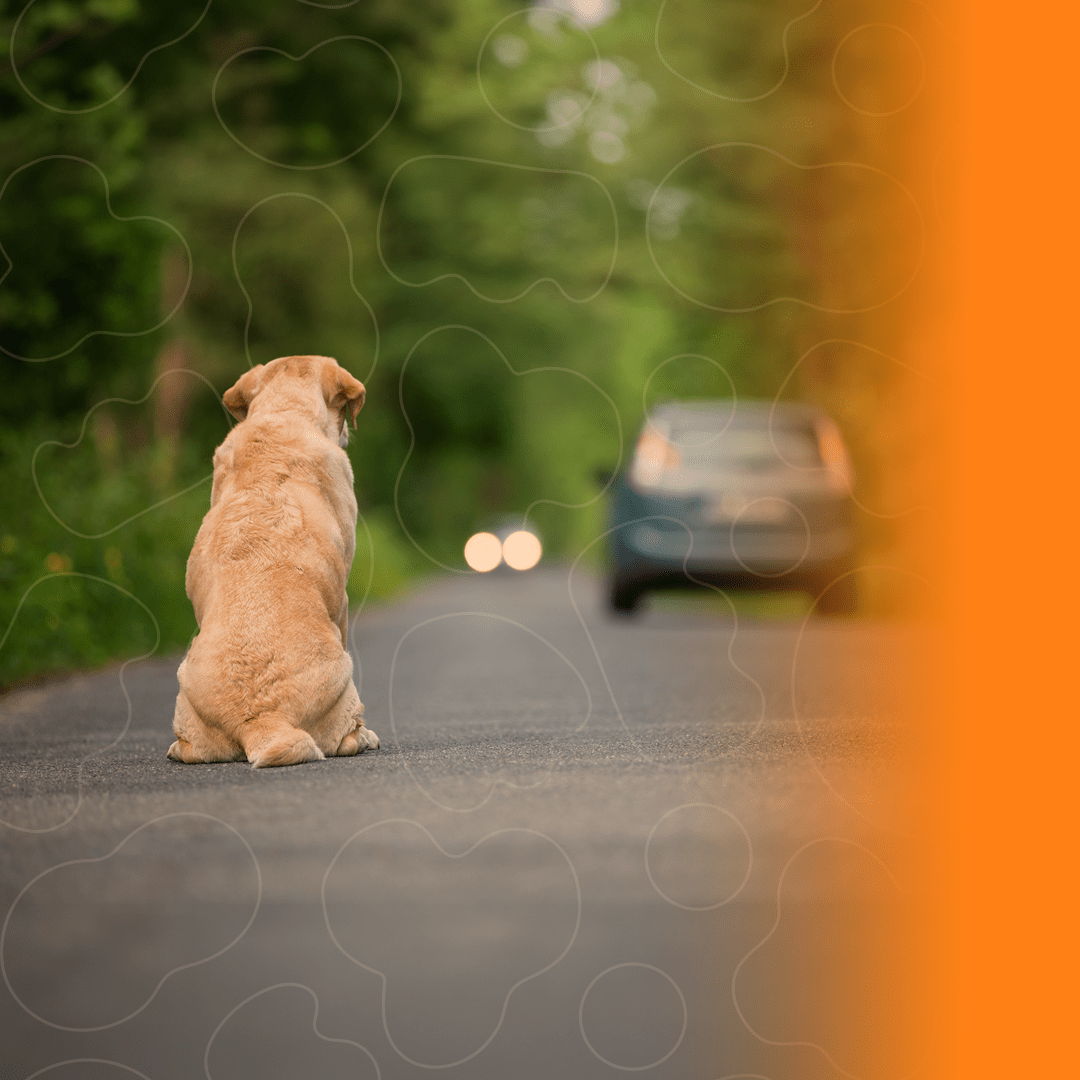 Cachorro na estrada olhando para carro preto a distância
