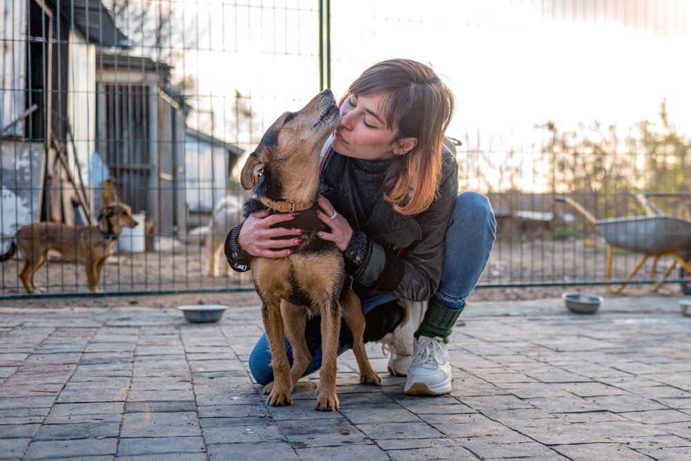 Tutora beijando cão