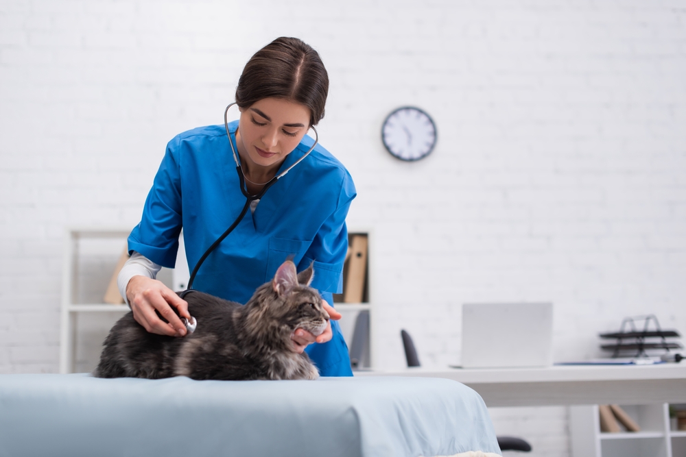 Médica-veterinária examinando gato
