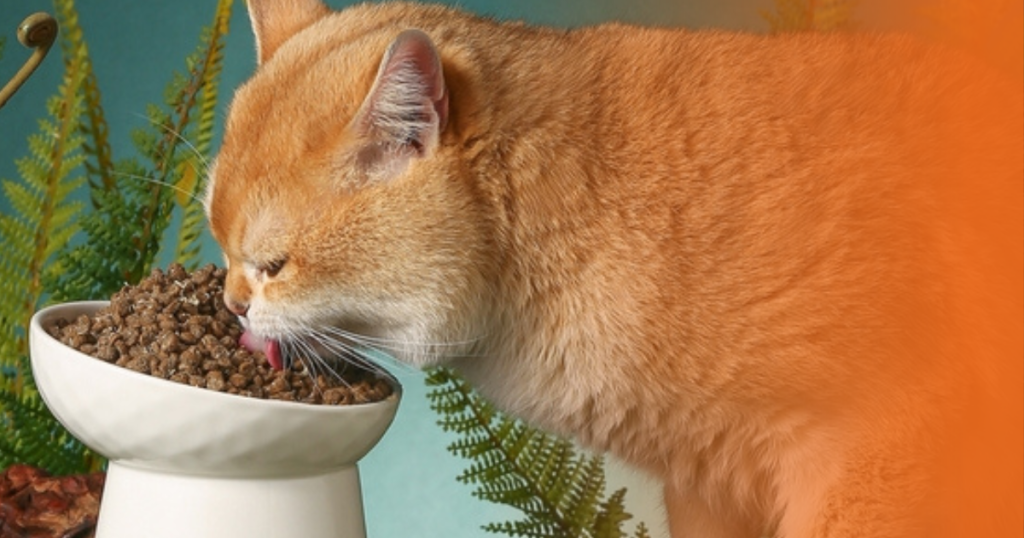 Gato laranja comendo ração