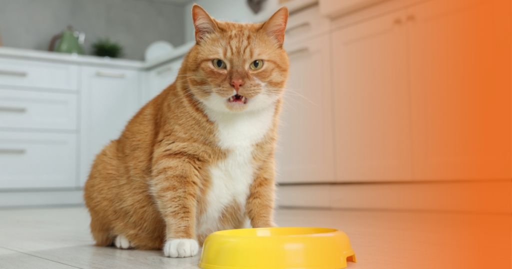 Gato laranja com comedouro amarelo a sua frente