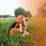 Sinais de alergia em cachorro: saiba como tratar e aliviar