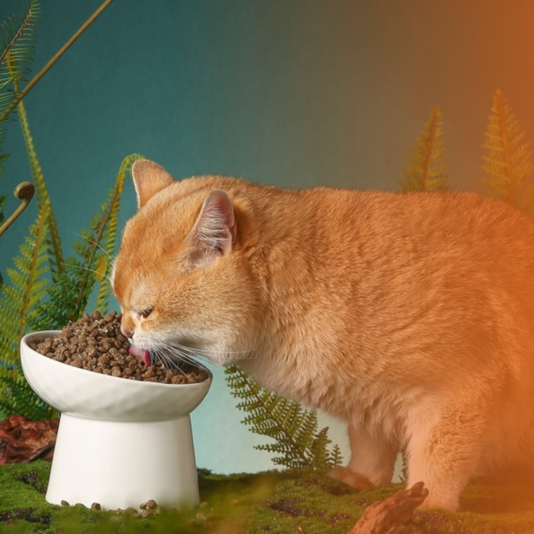Gato laranja comendo ração