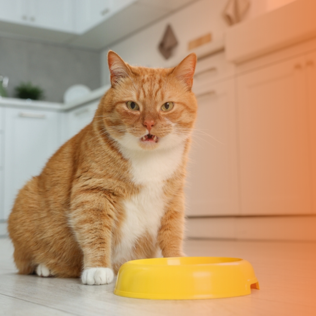 Gato laranja com comedouro amarelo a sua frente