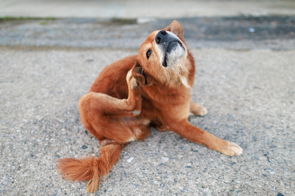 Cachorro caramelo se coçando