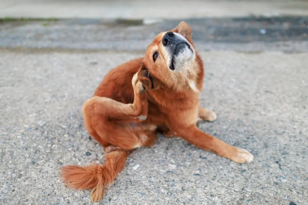Cachorro caramelo se coçando