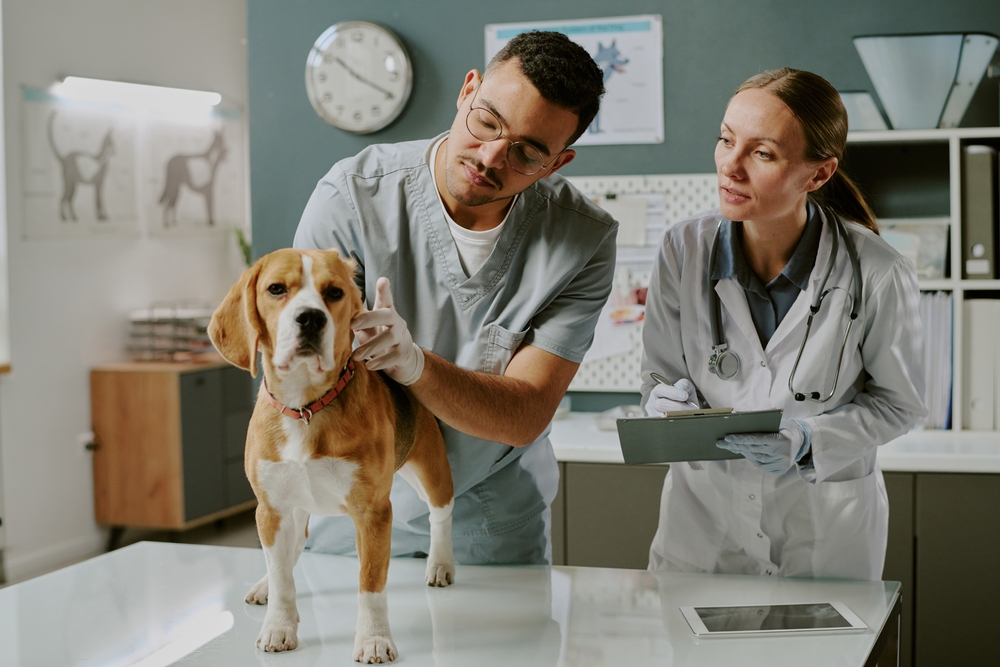 Cachorro sendo examinado por médicos-veterinários