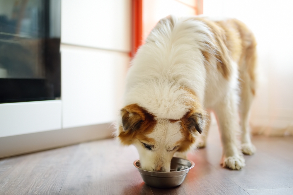 Cachorro comendo em pote de alumínio