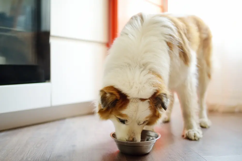Cachorro comendo em pote de alumínio