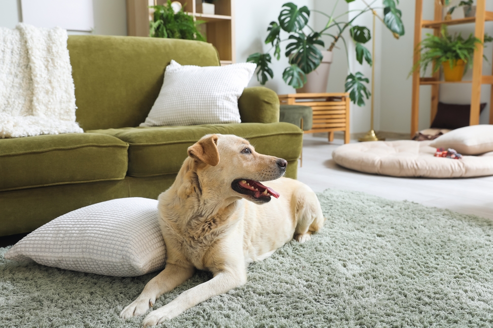 Cão deitado no tapete de casa