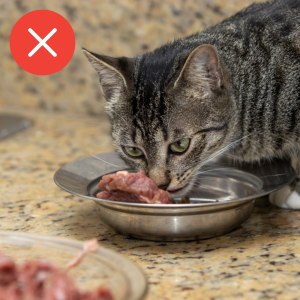 Gato indo comer carne crua
