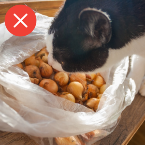 Gato cheirando cebola