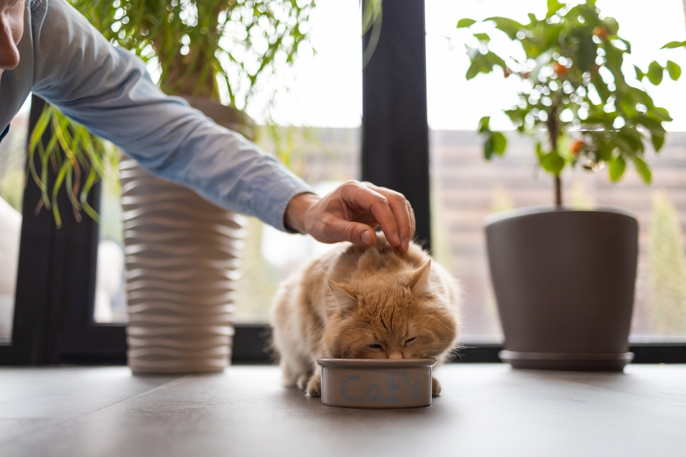 Gato comendo enquanto ganha carinho de tutora