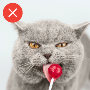 Gato chupando um pirulito