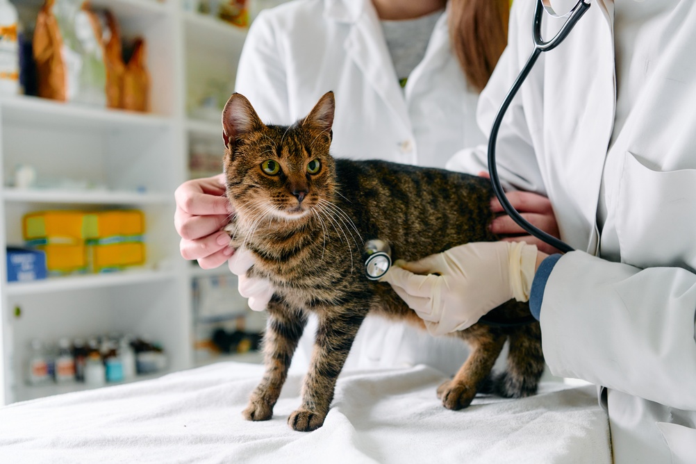Gato sendo examinado por médico-veterinário