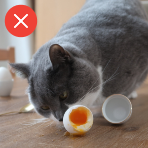 Gato comendo ovo