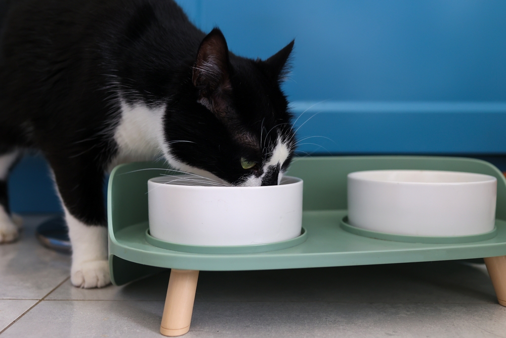 Gato preto se alimentando