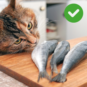 Gato comendo sardinha