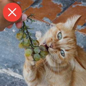 Gato comendo uva