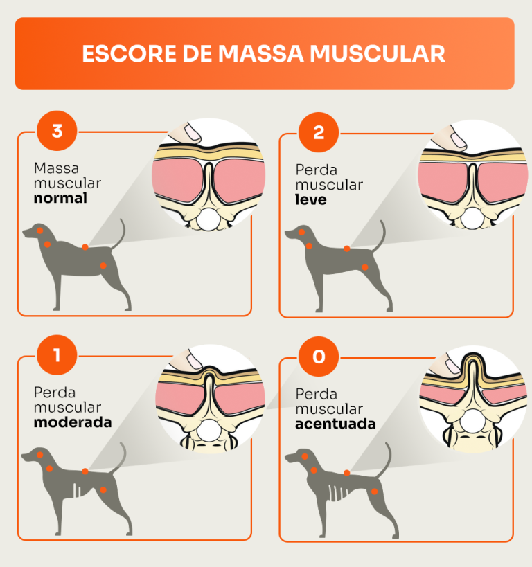 Ilustrações de Escore de Massa Muscular de cães