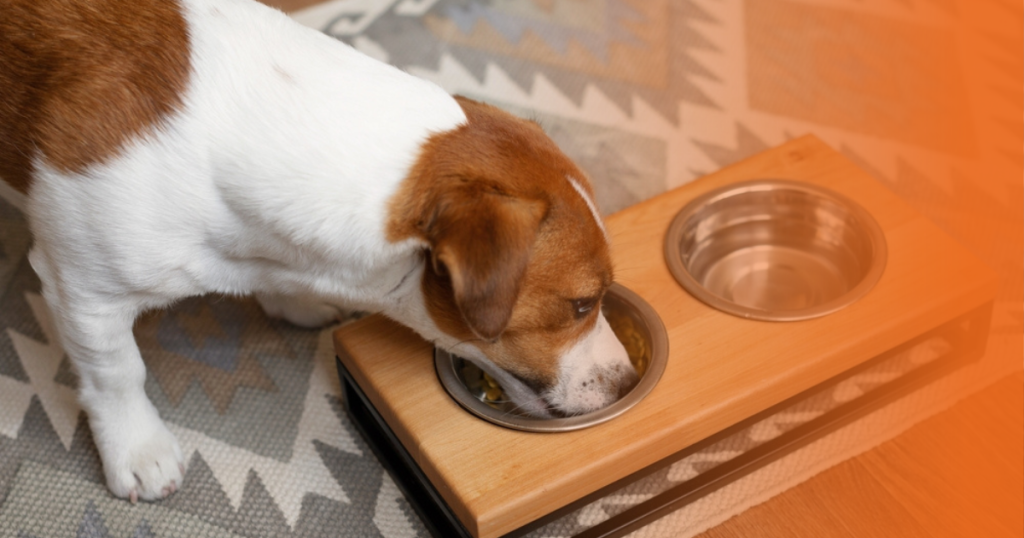 Cão comendo em comedouro de alumínio