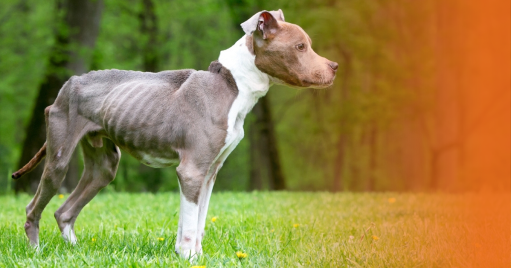 Pit Bull magro na grama