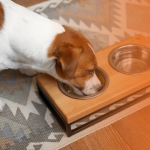 Como escolher o comedouro para cachorro