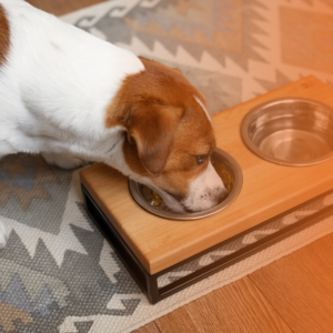 Cão comendo em comedouro de alumínio