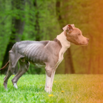 Cão idoso emagrecendo: entenda as causas e como a nutrição pode ajudar