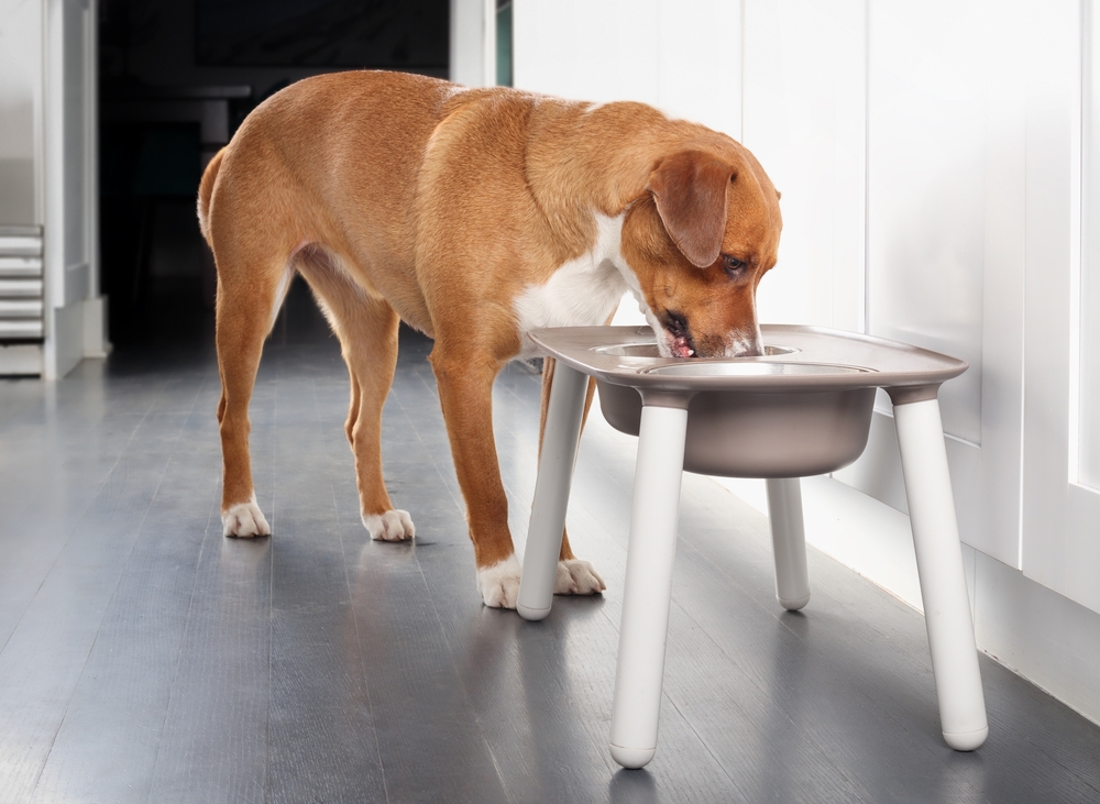 Cão comendo em comedouro alto