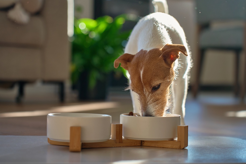 Cão comendo ração em comedouro de cerâmica