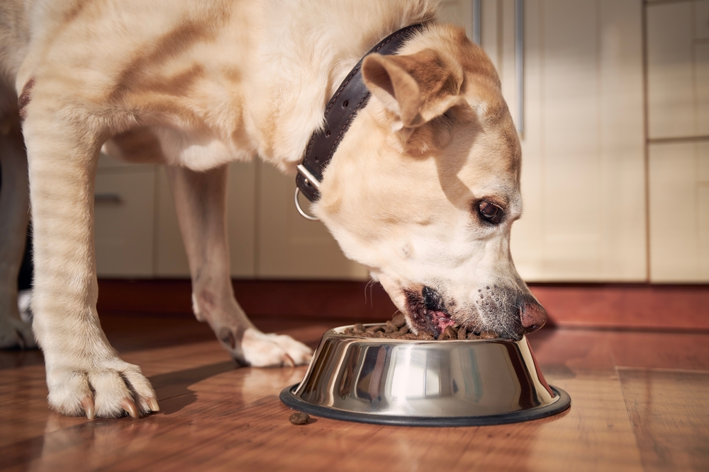 Cão labrador comendo ração em comedouro de alumínio