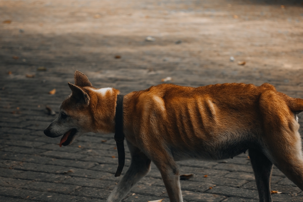 Cão magro andando pela rua