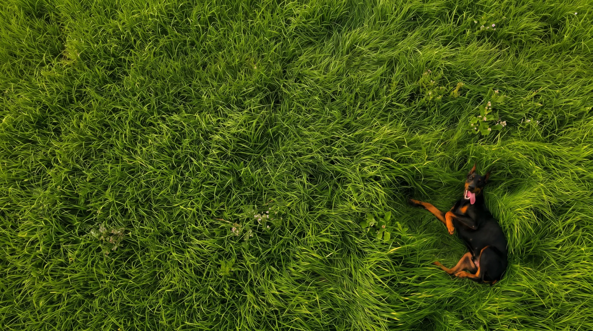 Cão deitado na natureza