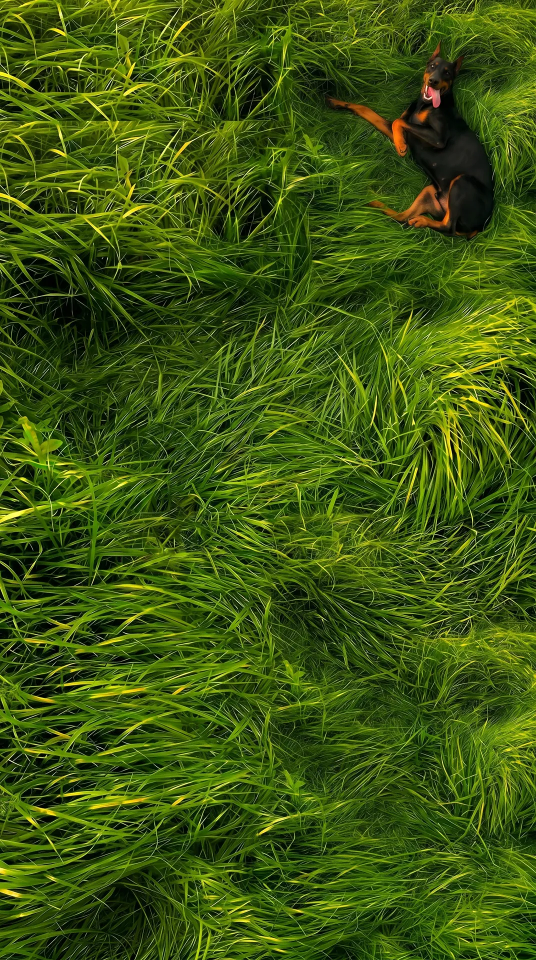 Cão deitado na natureza