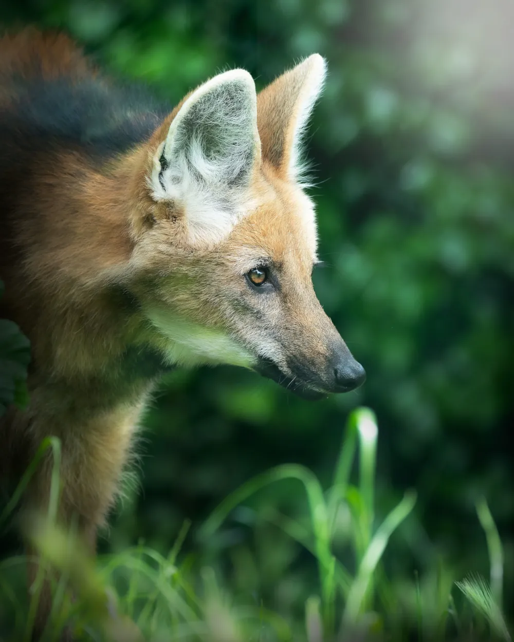 Lobo-guará na natureza