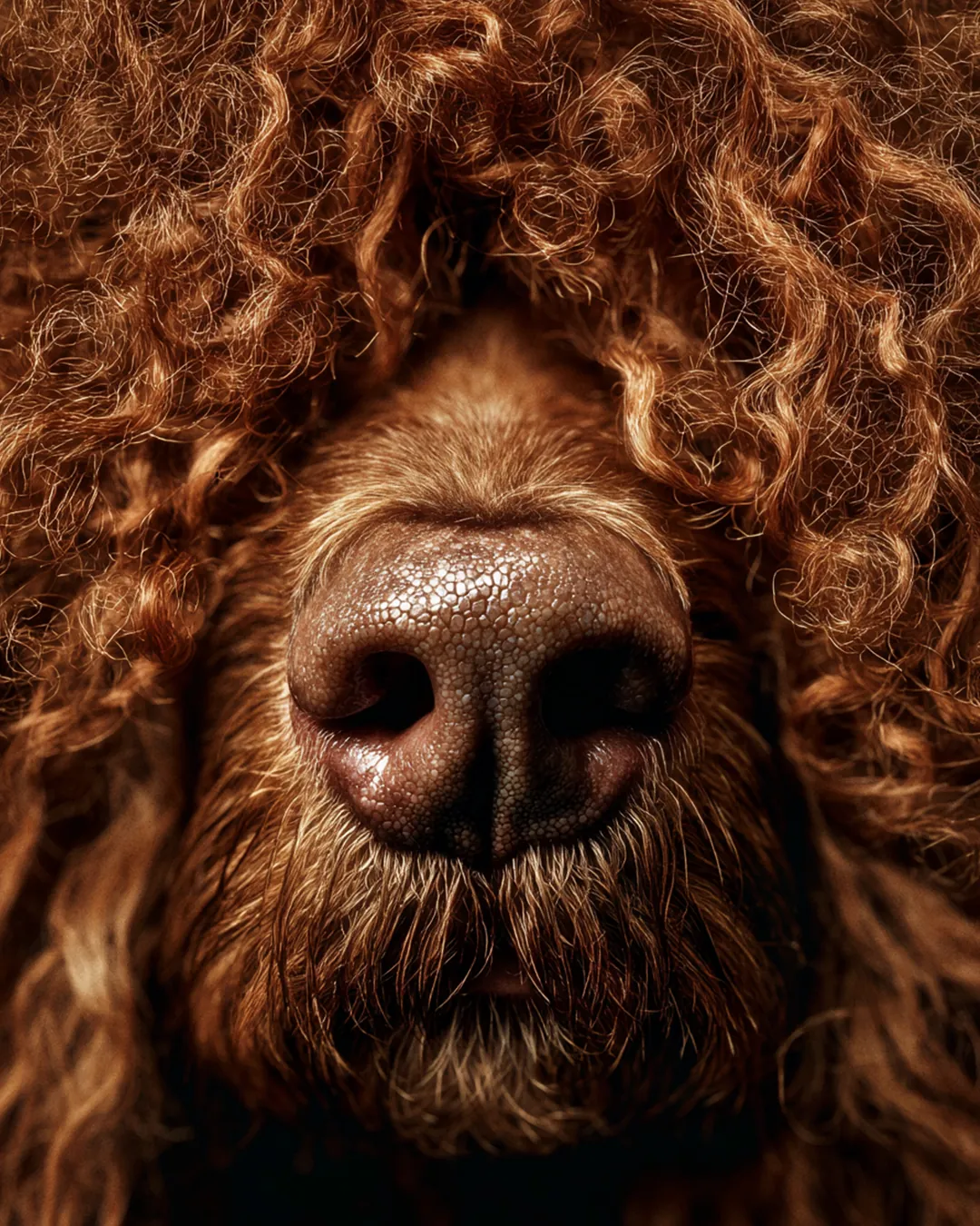Para Cães