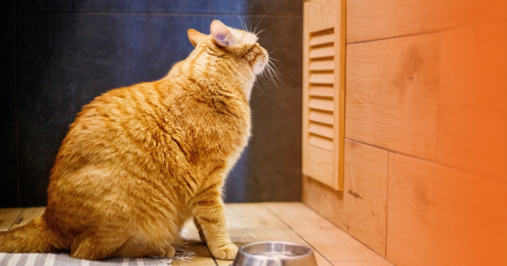 Gato laranja com comedouro de alumínio