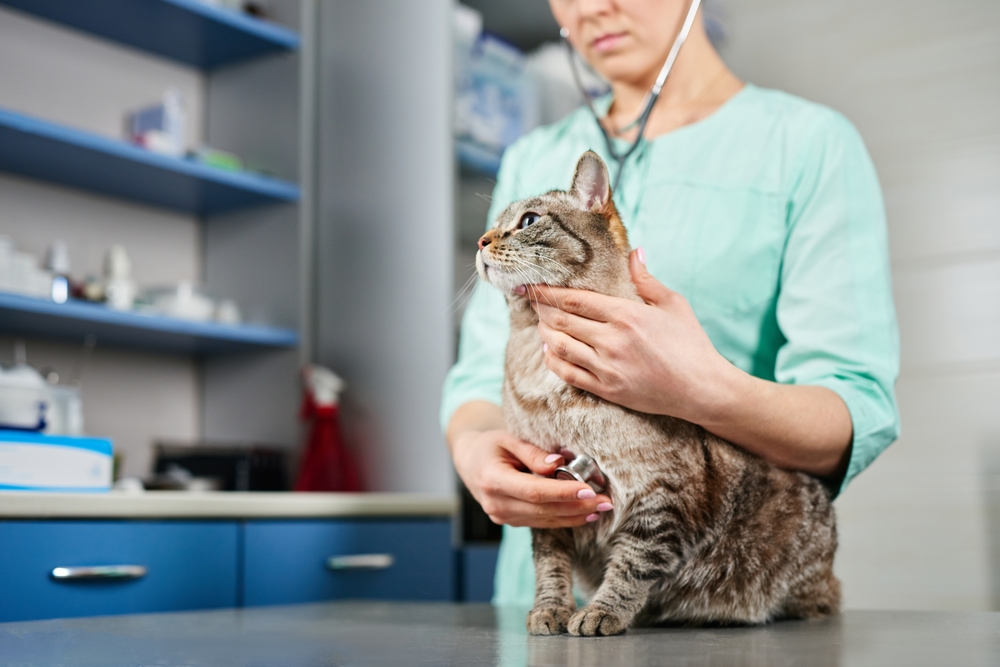 Gato sendo examinado por médica-veterinária