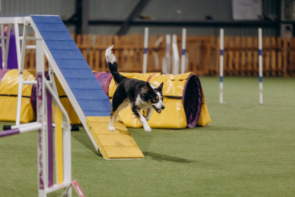 Cachorro praticando agility