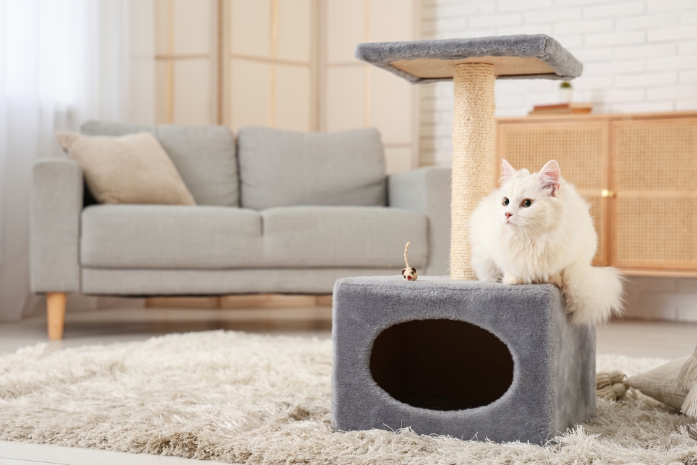 Gato branco em casa