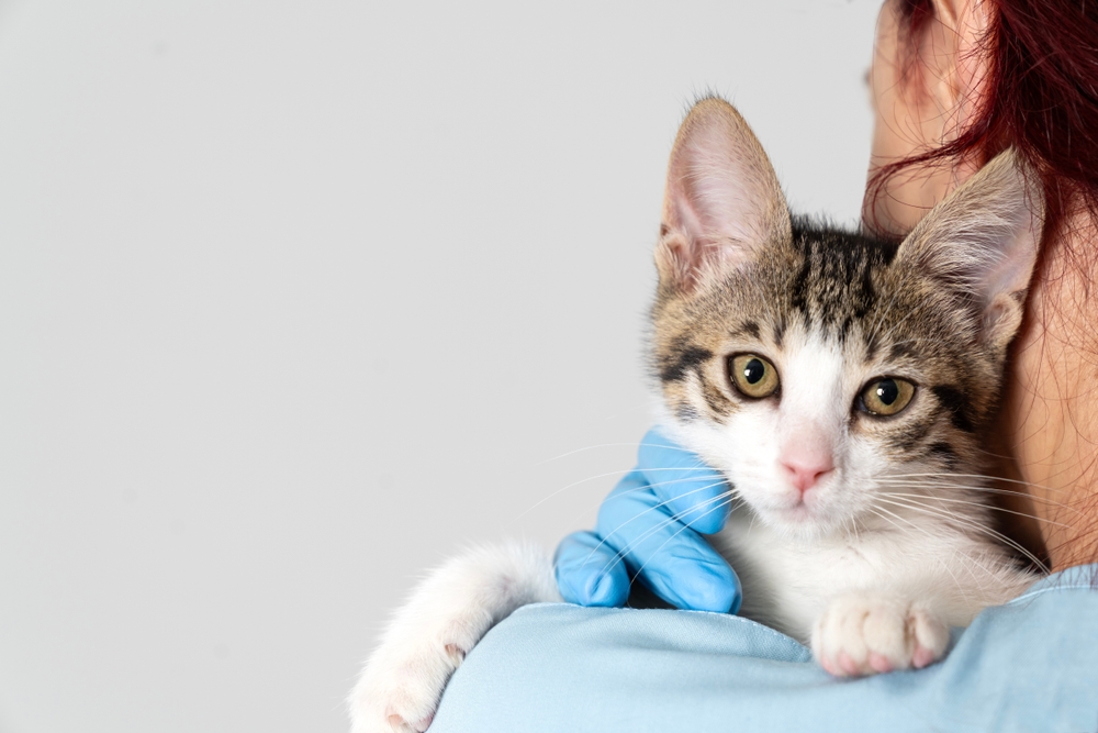 Gato no colo de médica-veterinára