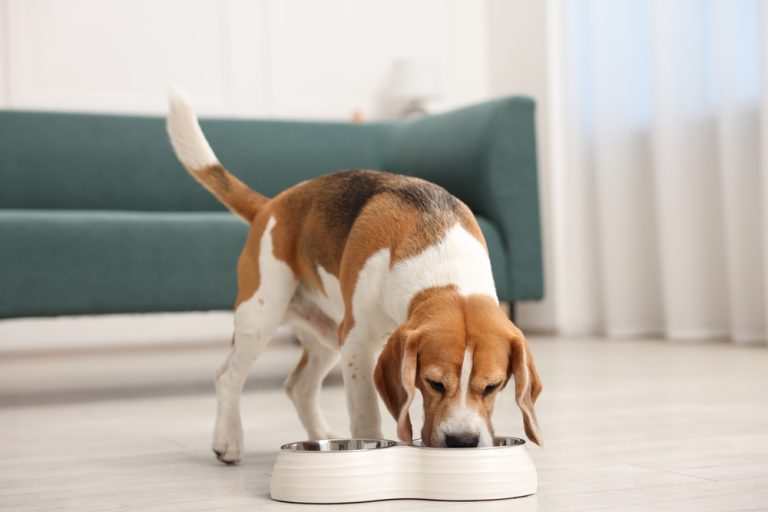 Cachorro se alimentando