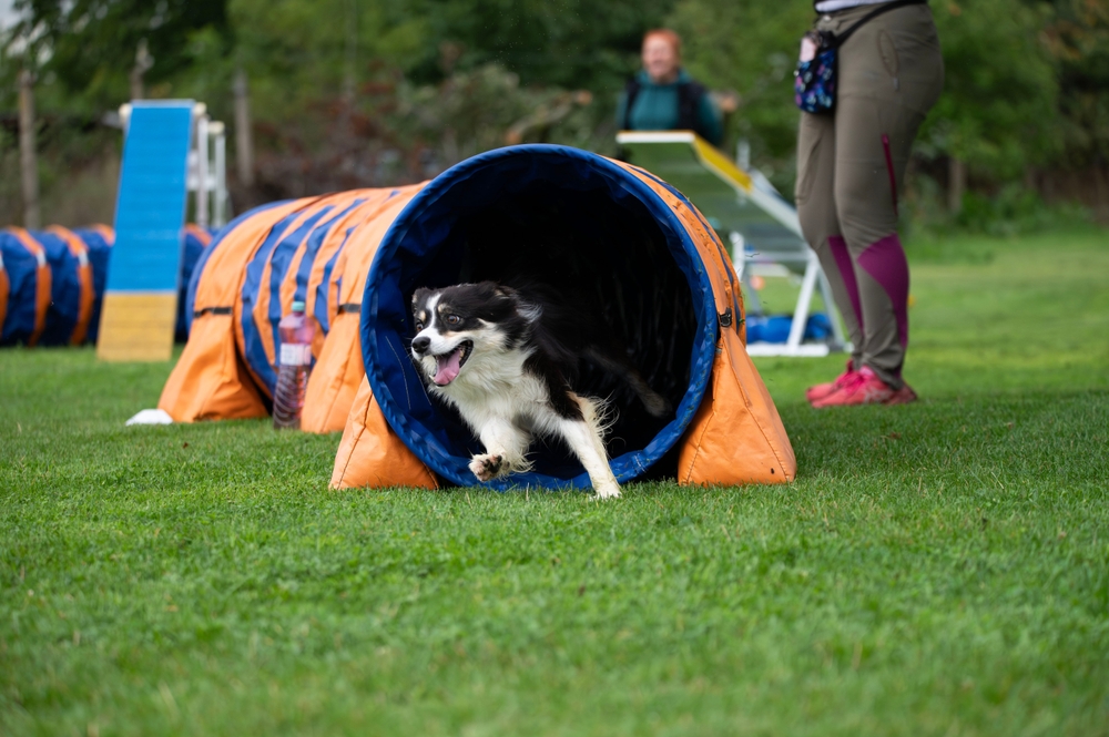 Cão praticando agility