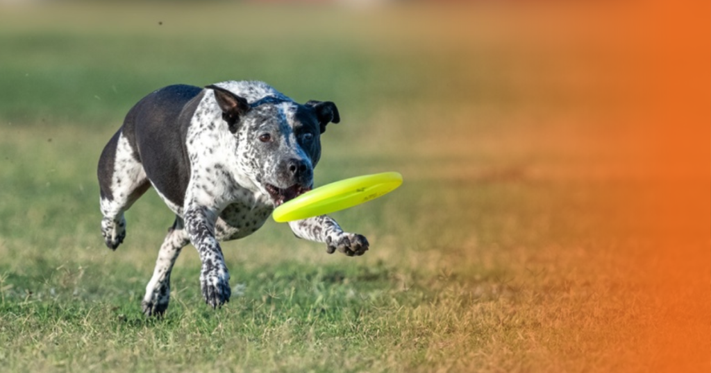 Cachorro brincando com frisbee na boca