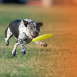 Como escolher o esporte ideal para praticar com seu cachorro