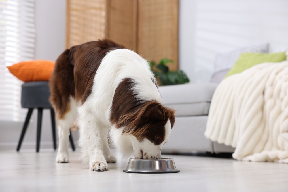 Border Collie se alimentando