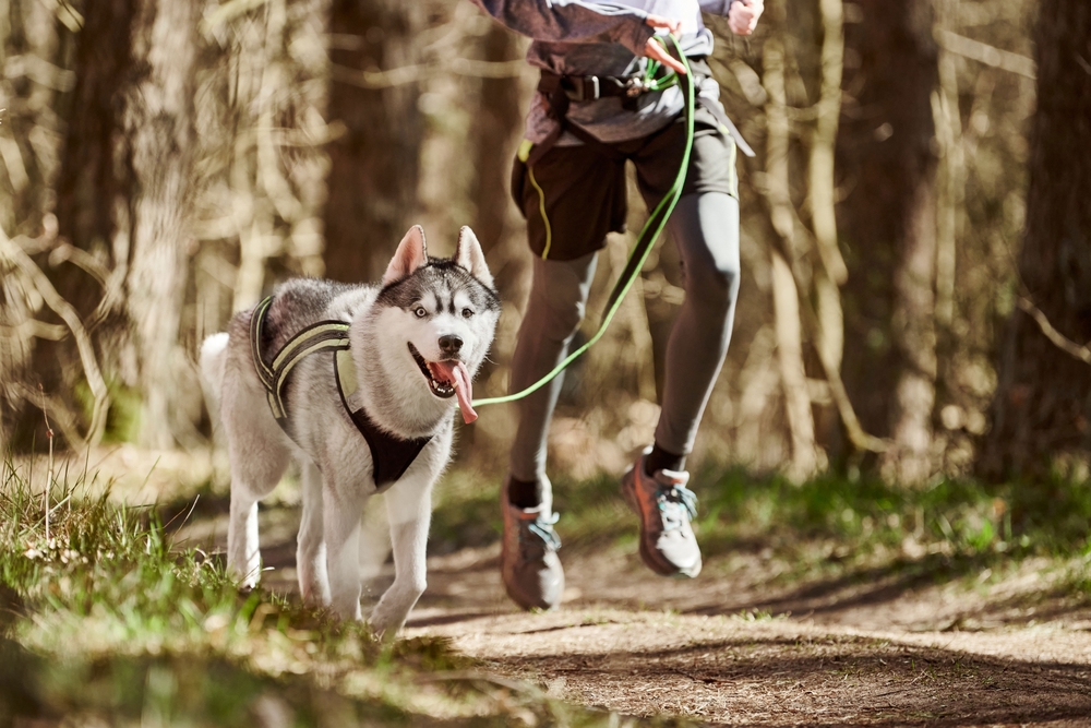 Husky praticando canicross